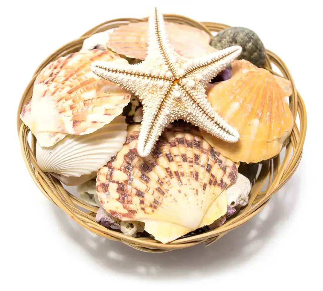 Basket of shells