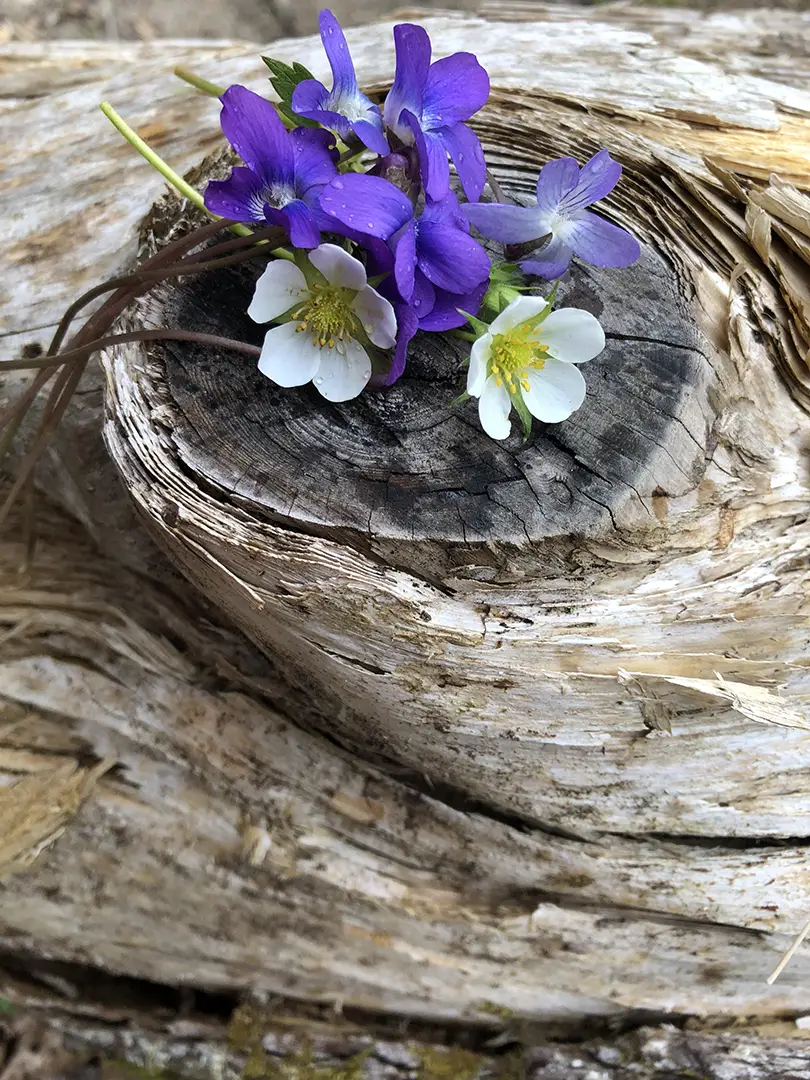 drift wood flowers