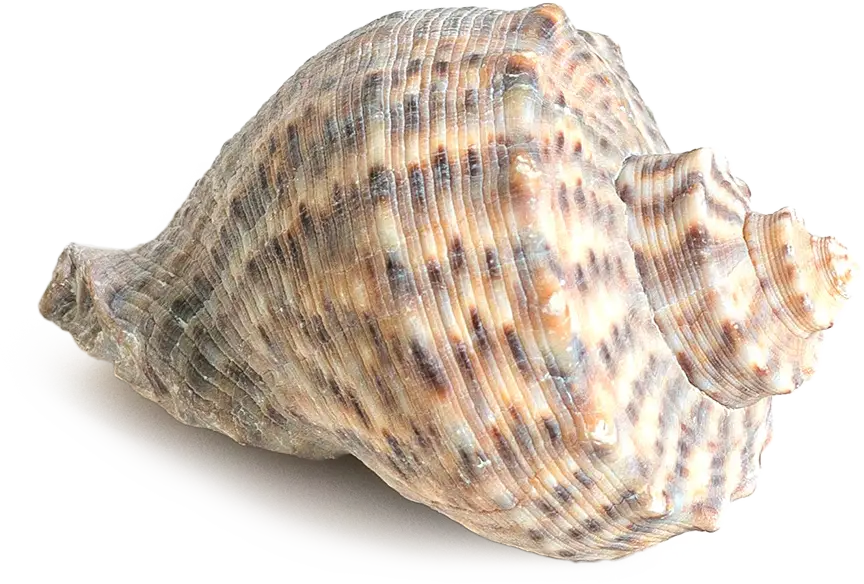 seashell conch